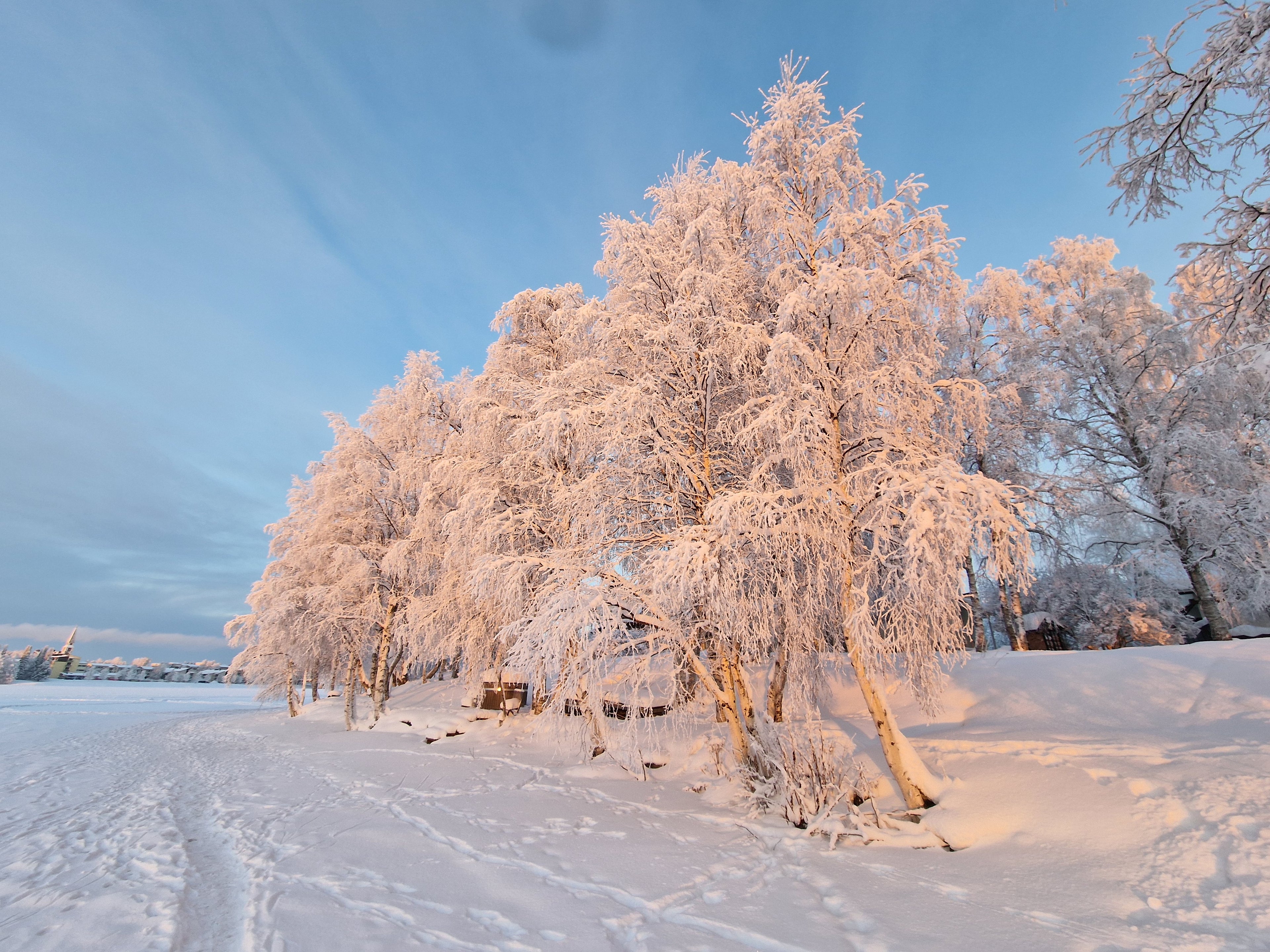 Snow-covered trees in Rovaniemi, Finland landscape with a clear blue sky.