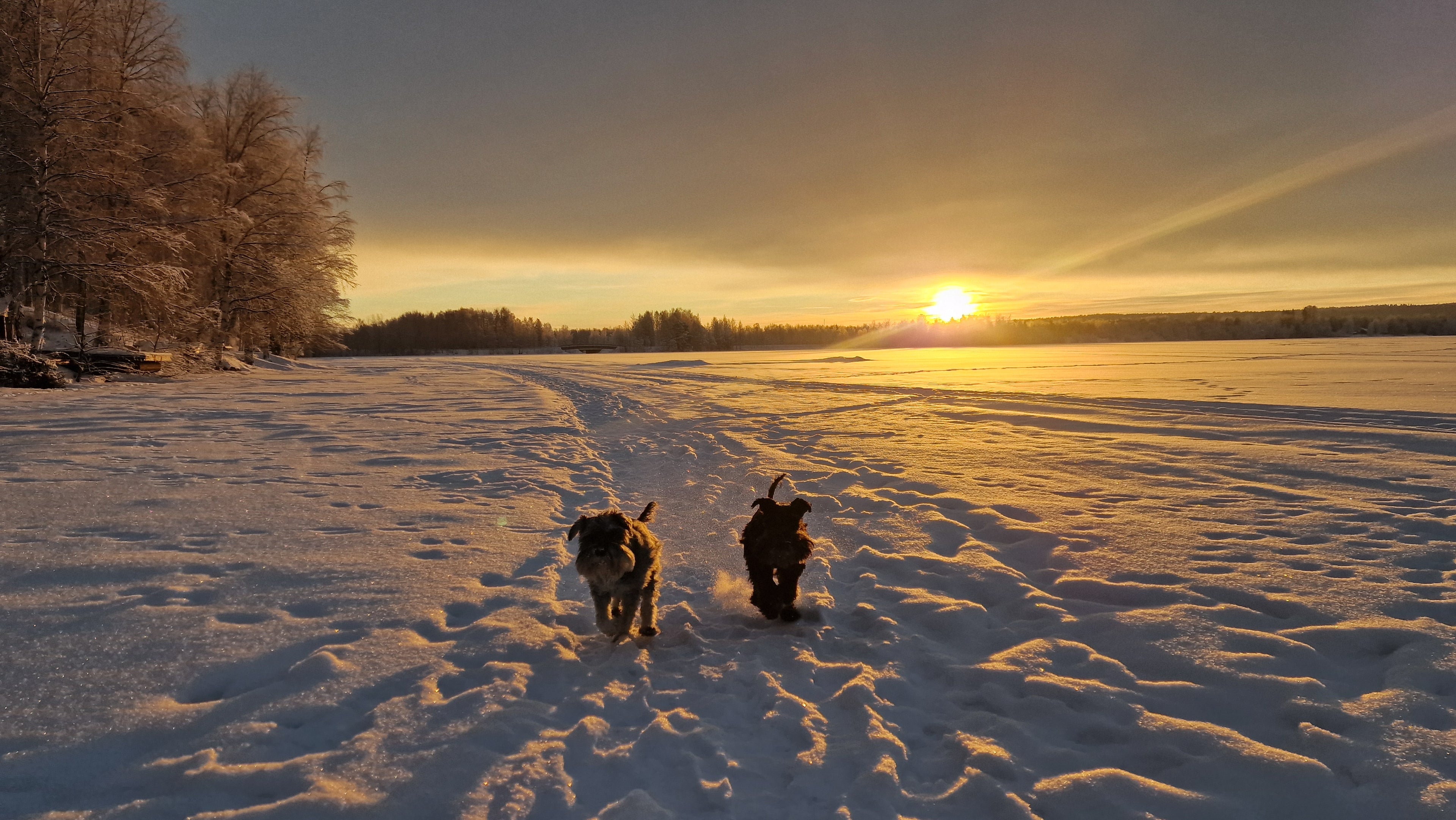 Two dogs running on a snow-covered field with a sunset in the background in Rovaniemi, Finland