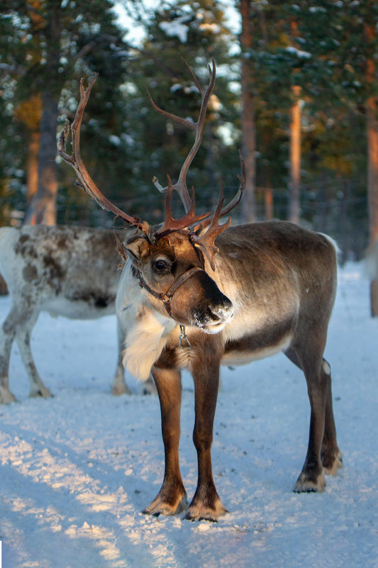 Reindeer with large antlers standing on a snowy path with trees in the background