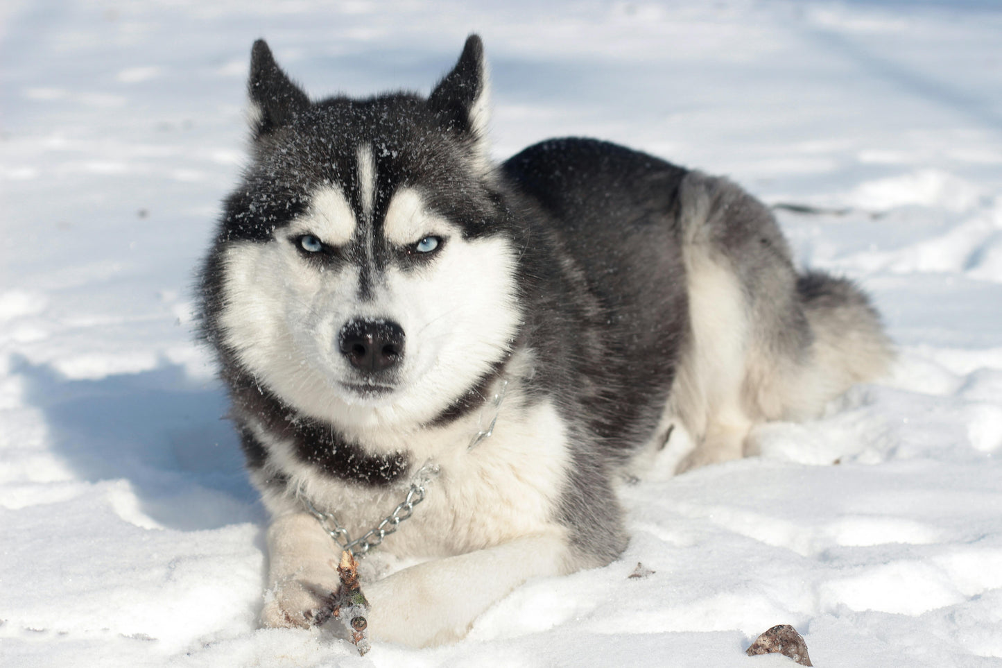 Husky Farm