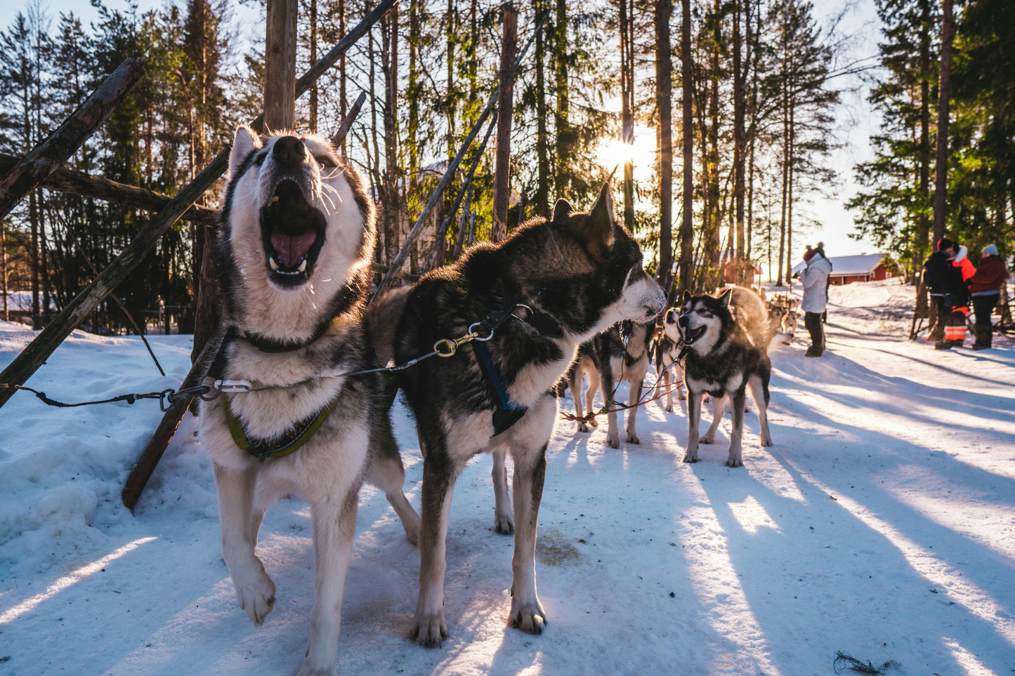 Husky Farm