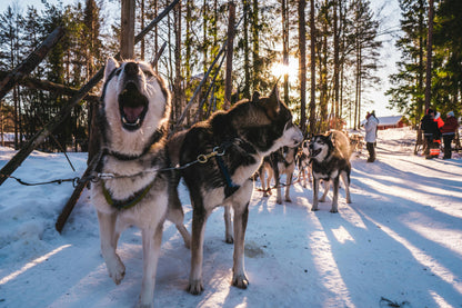 Husky Farm