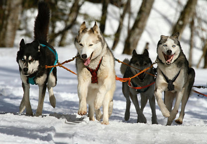 Husky Farm